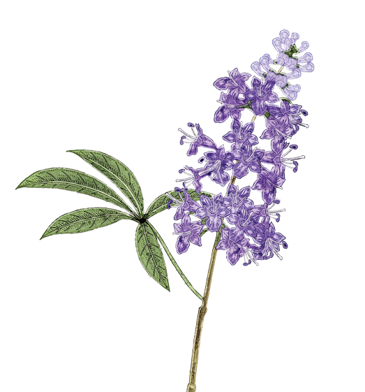 Vitex Flower Essence image 1