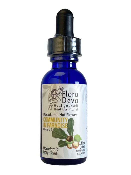 Macadamia Nut Flower Essence image 0