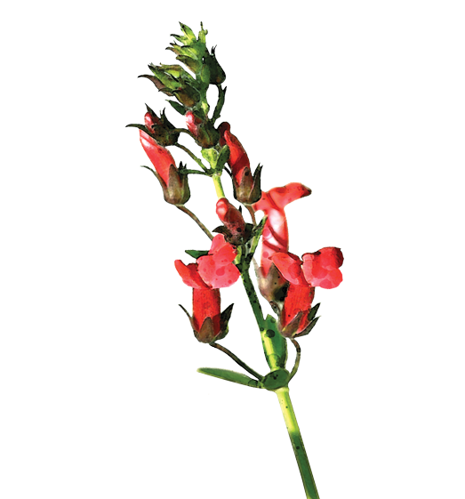 Island Snapdragon Flower Essence image 1