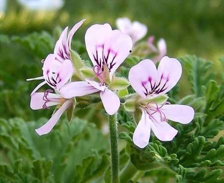Rose Geranium Flower Essence image 1