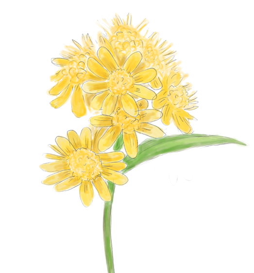 Goldenrod Flower Essence image 1