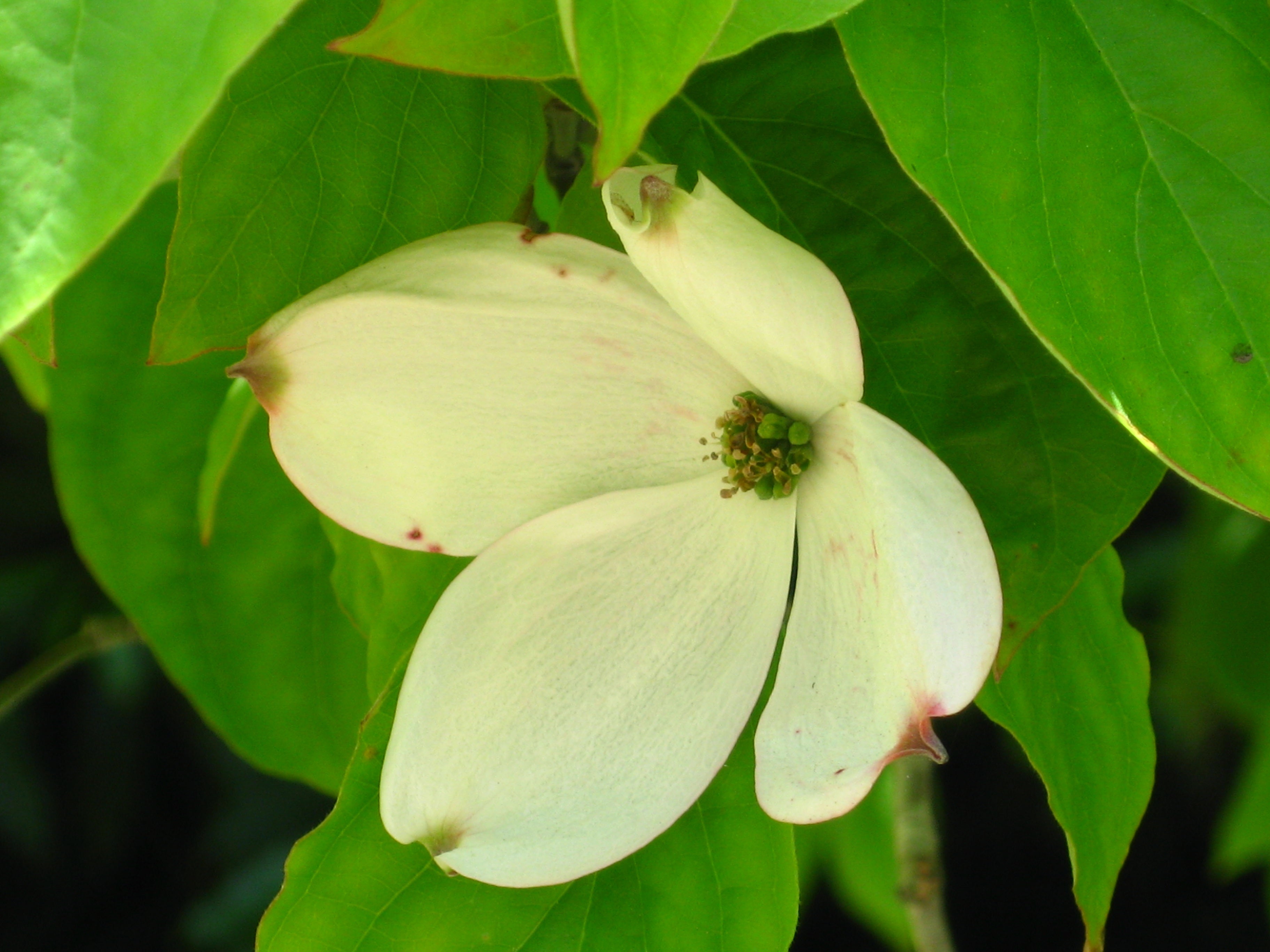 Dogwood Flower Essence image 2