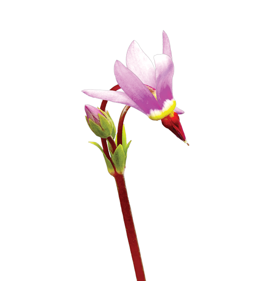 Shooting Star Flower Essence image 1