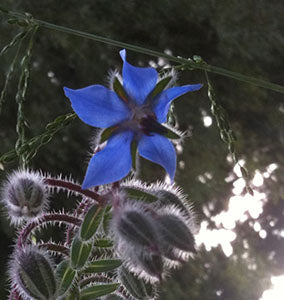 Borage Flower Essence image 3
