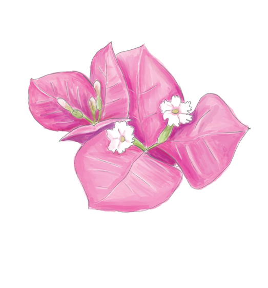 Bougainvillea Flower Essence image 1