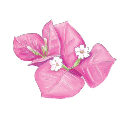 Bougainvillea Flower Essence image 1