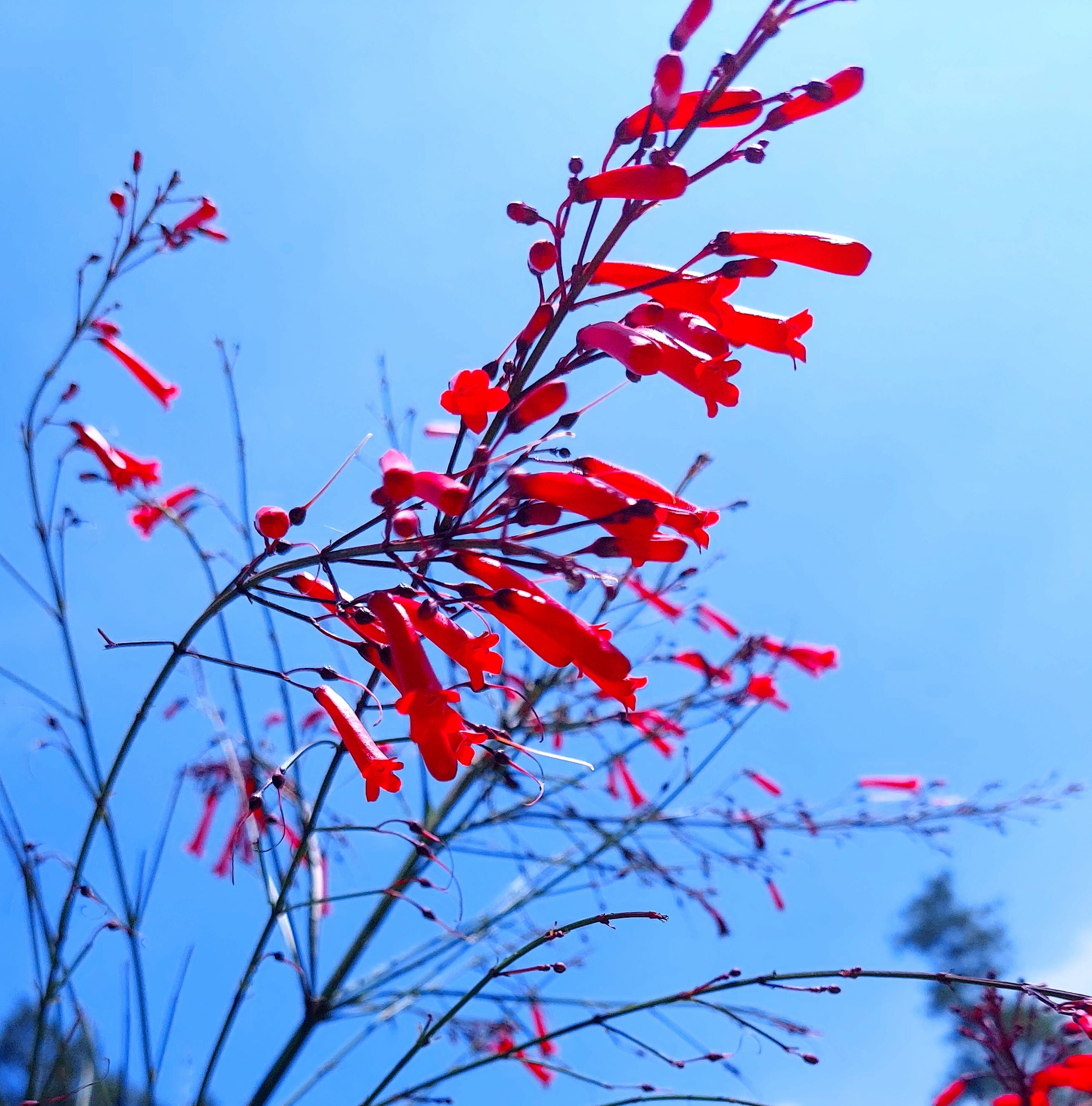 Scarlet Bugler Flower Essence image 2