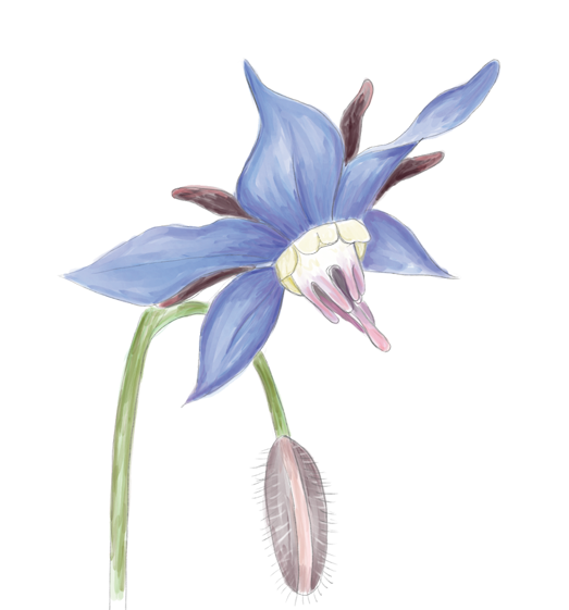 Borage Flower Essence image 1