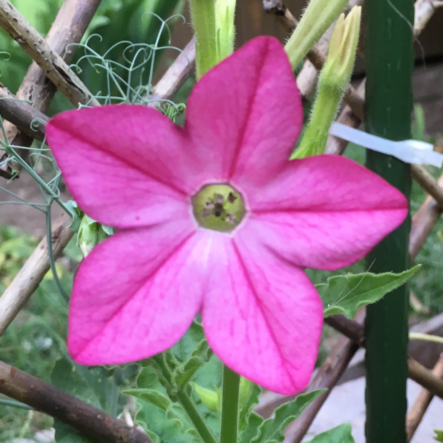 Nicotiana Jasmine Roseus Flower Essence image 2