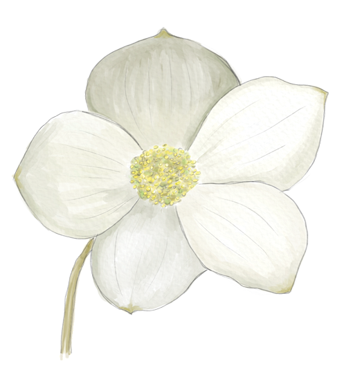 Dogwood Flower Essence image 1