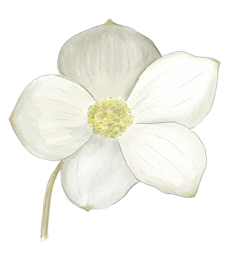 Dogwood Flower Essence image 1