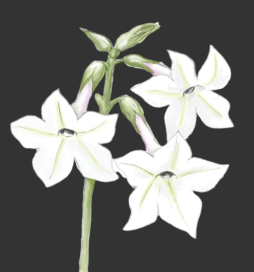 Nicotiana Alata Jasmine Flower Essence image 1