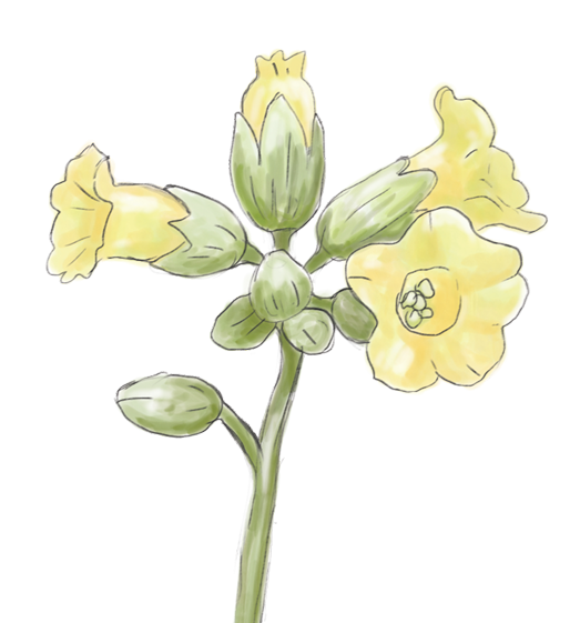 Nicotiana Rustica Flower Essence image 1