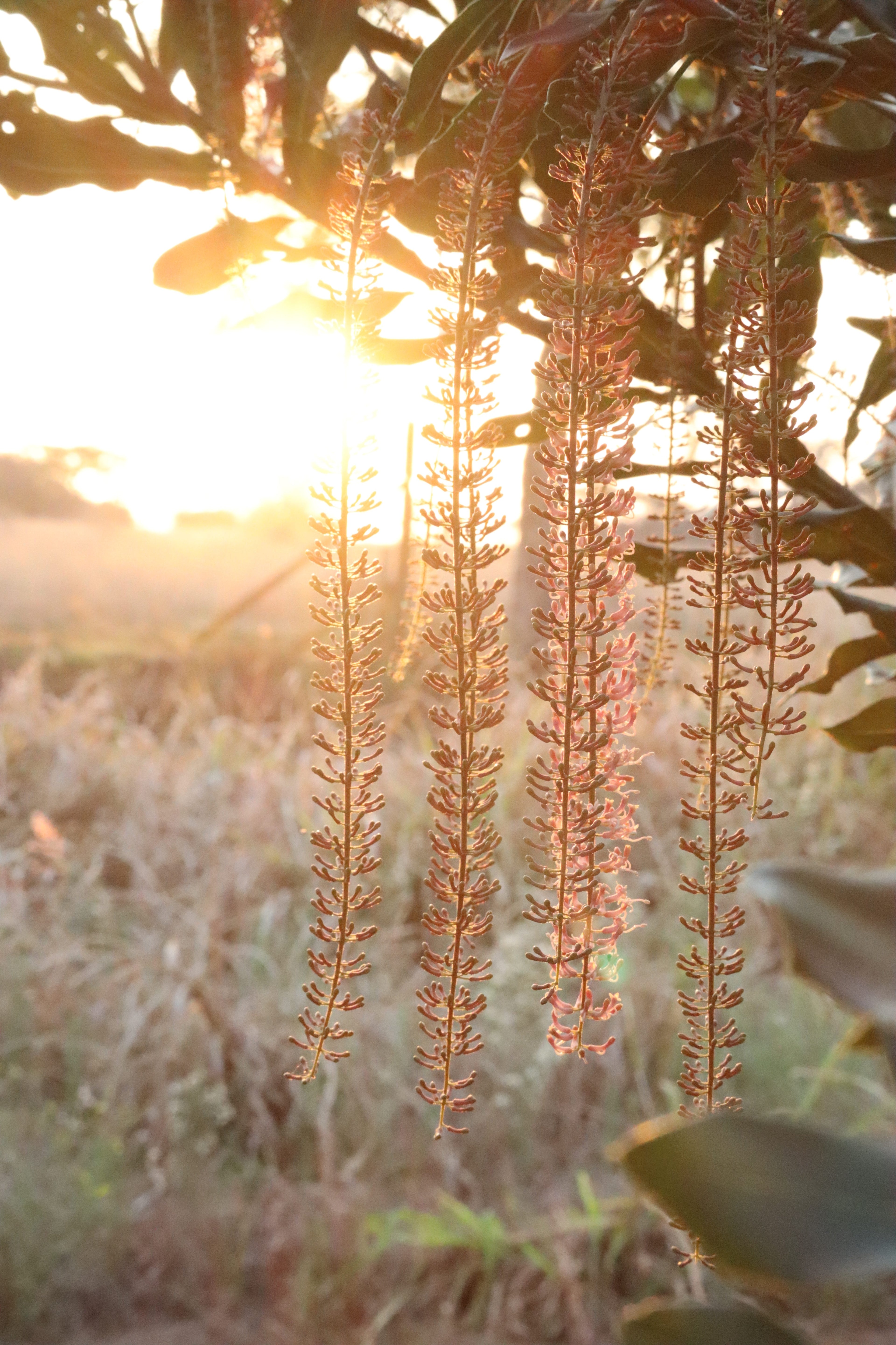 Macadamia Nut Flower Essence image 2