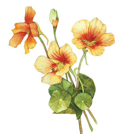 Nasturtium Flower Essence image 1