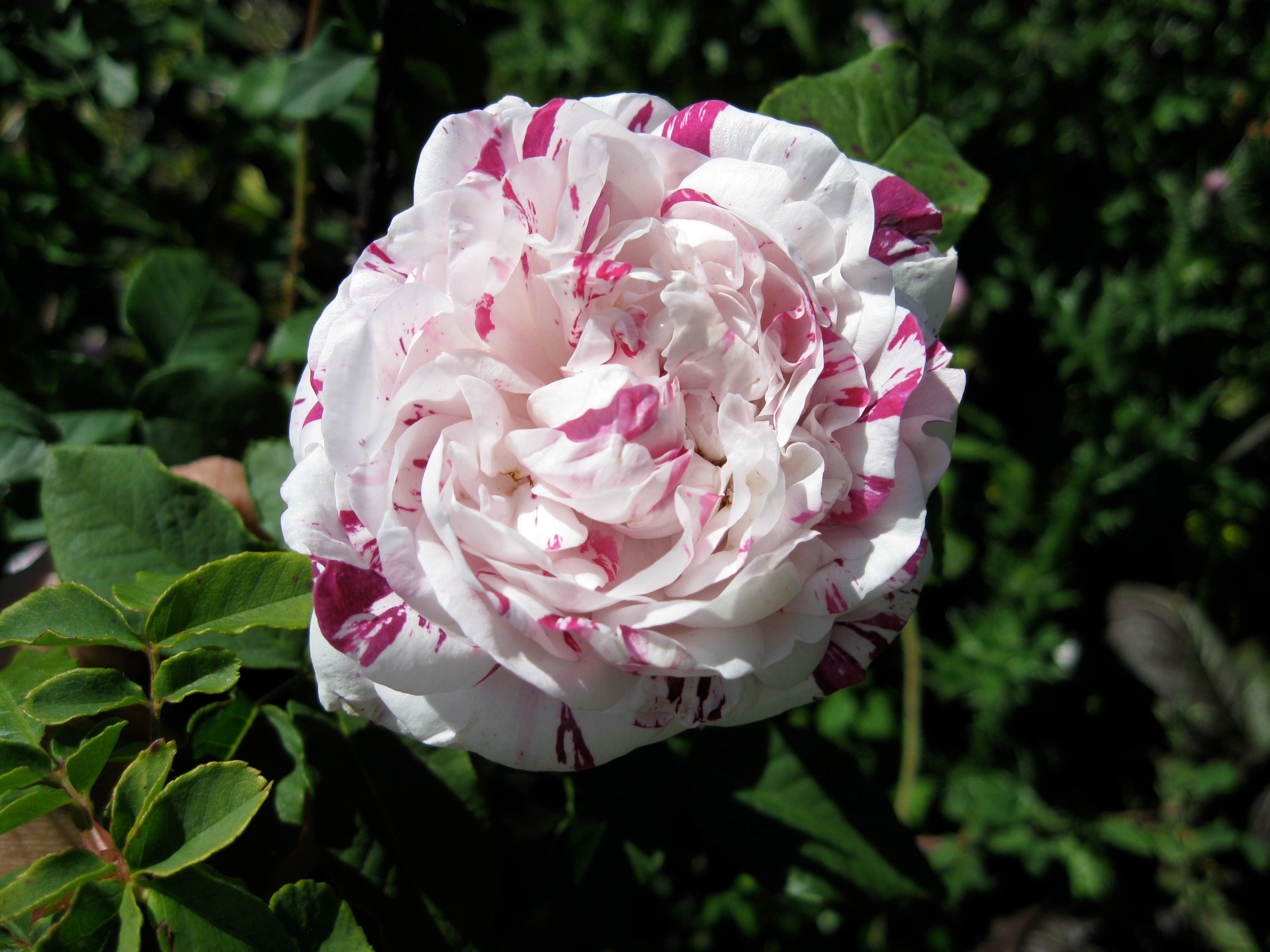 Rose D'Ispahan Flower Essence image 3