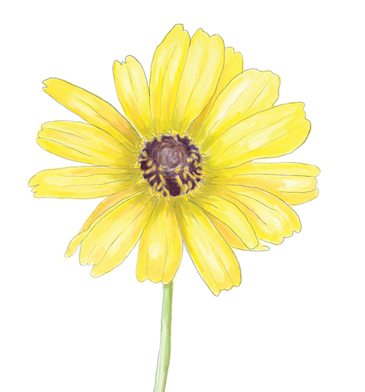 California Daisy Flower Essence image 1