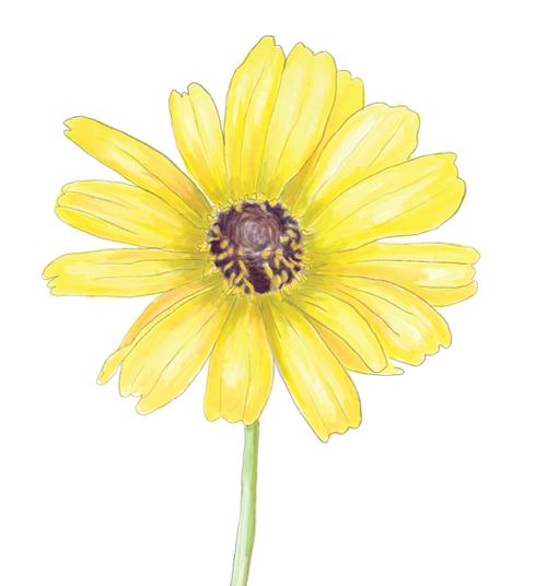 California Daisy Flower Essence image 1