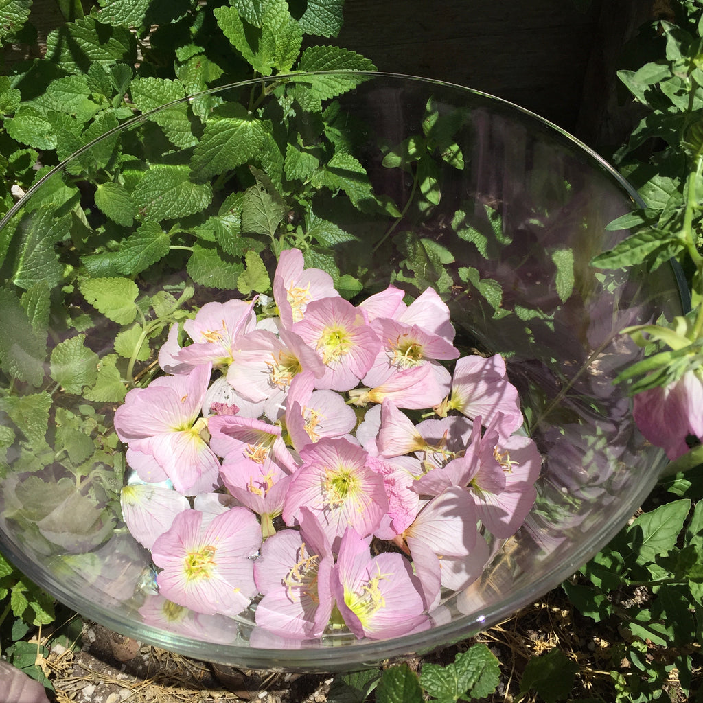 Pink Evening Primrose Flower Essence image 2