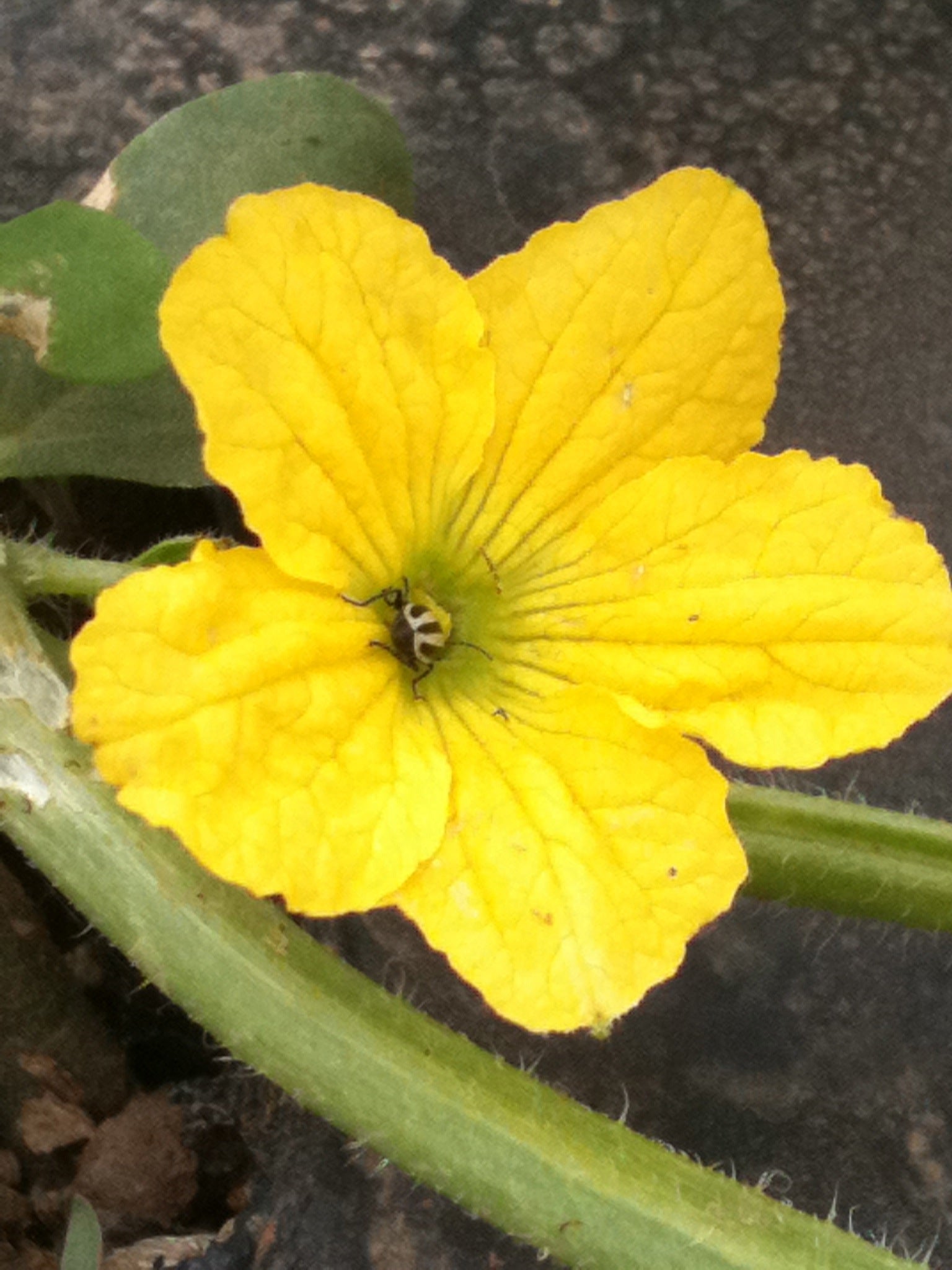 Cucumber Flower Essence image 2