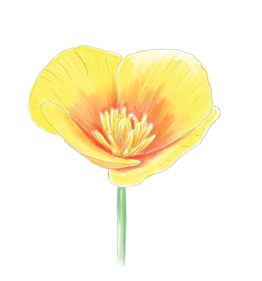 California Poppy Flower Essence image 1