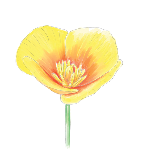 California Poppy Flower Essence image 1