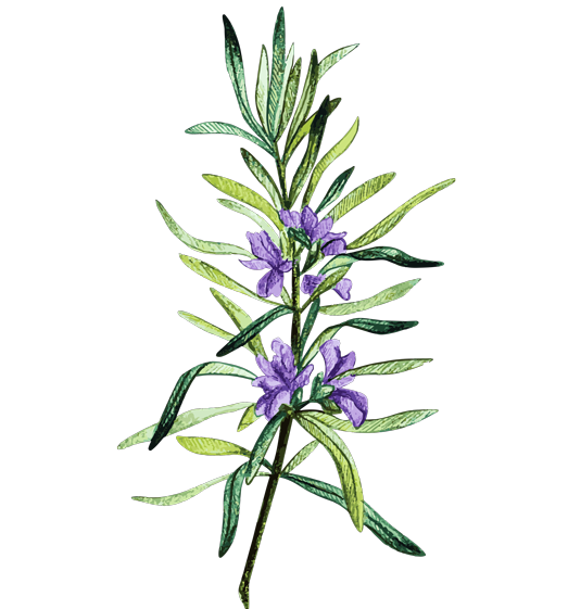 Rosemary Flower Essence image 1