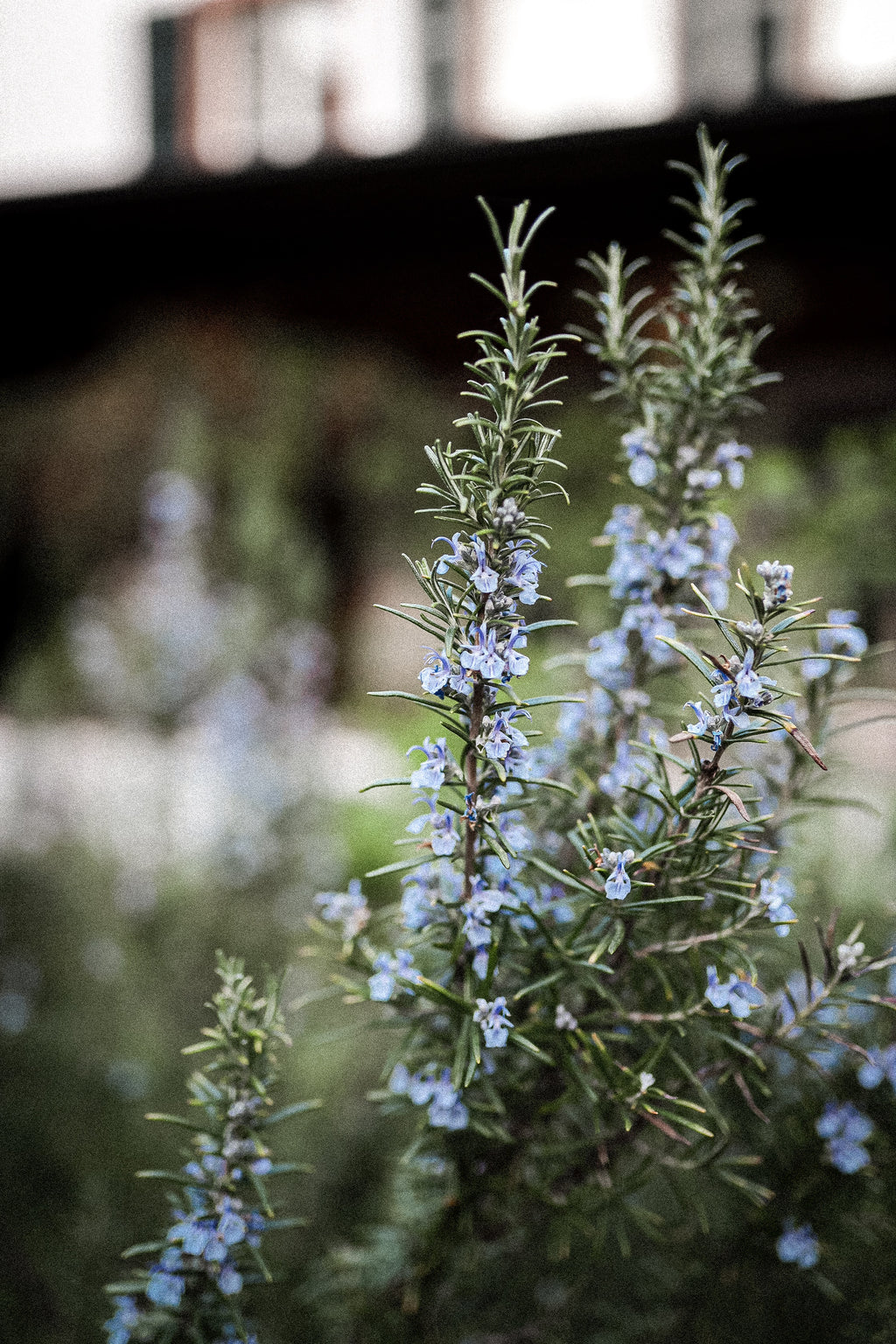 Rosemary Flower Essence image 2