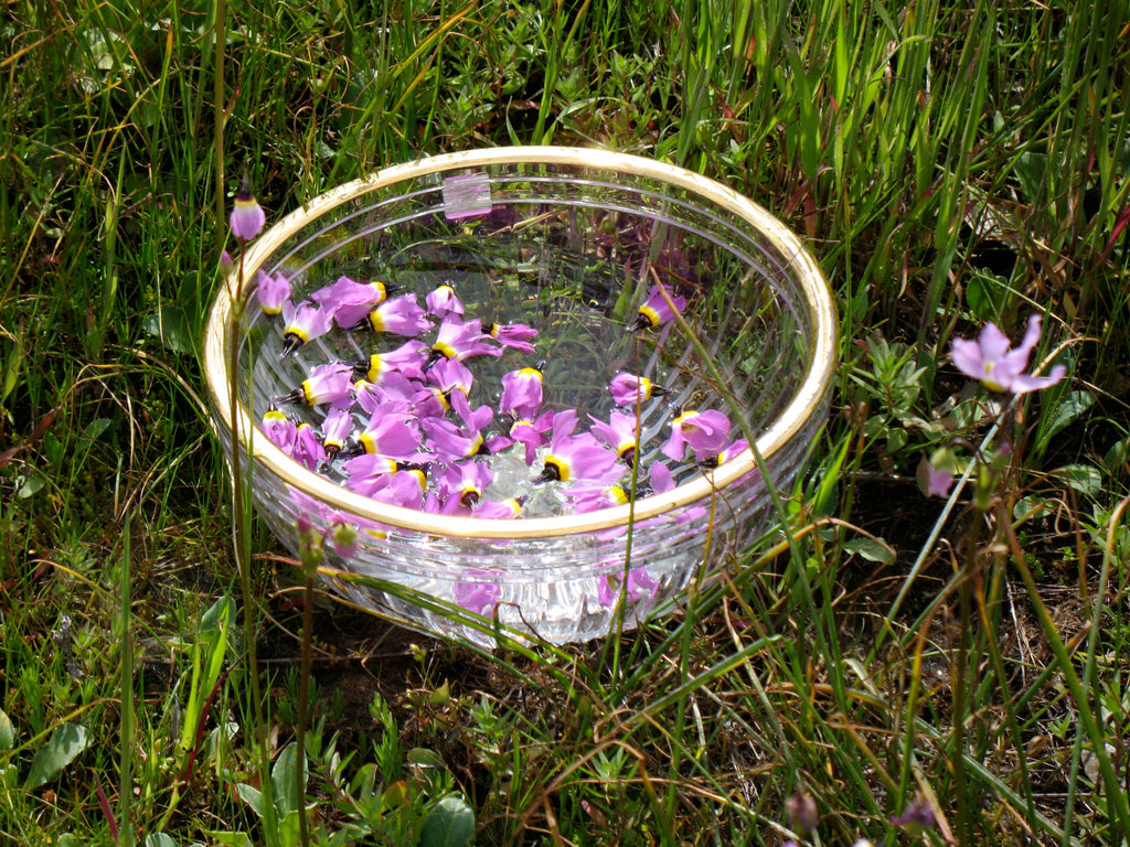 Shooting Star Flower Essence image 3