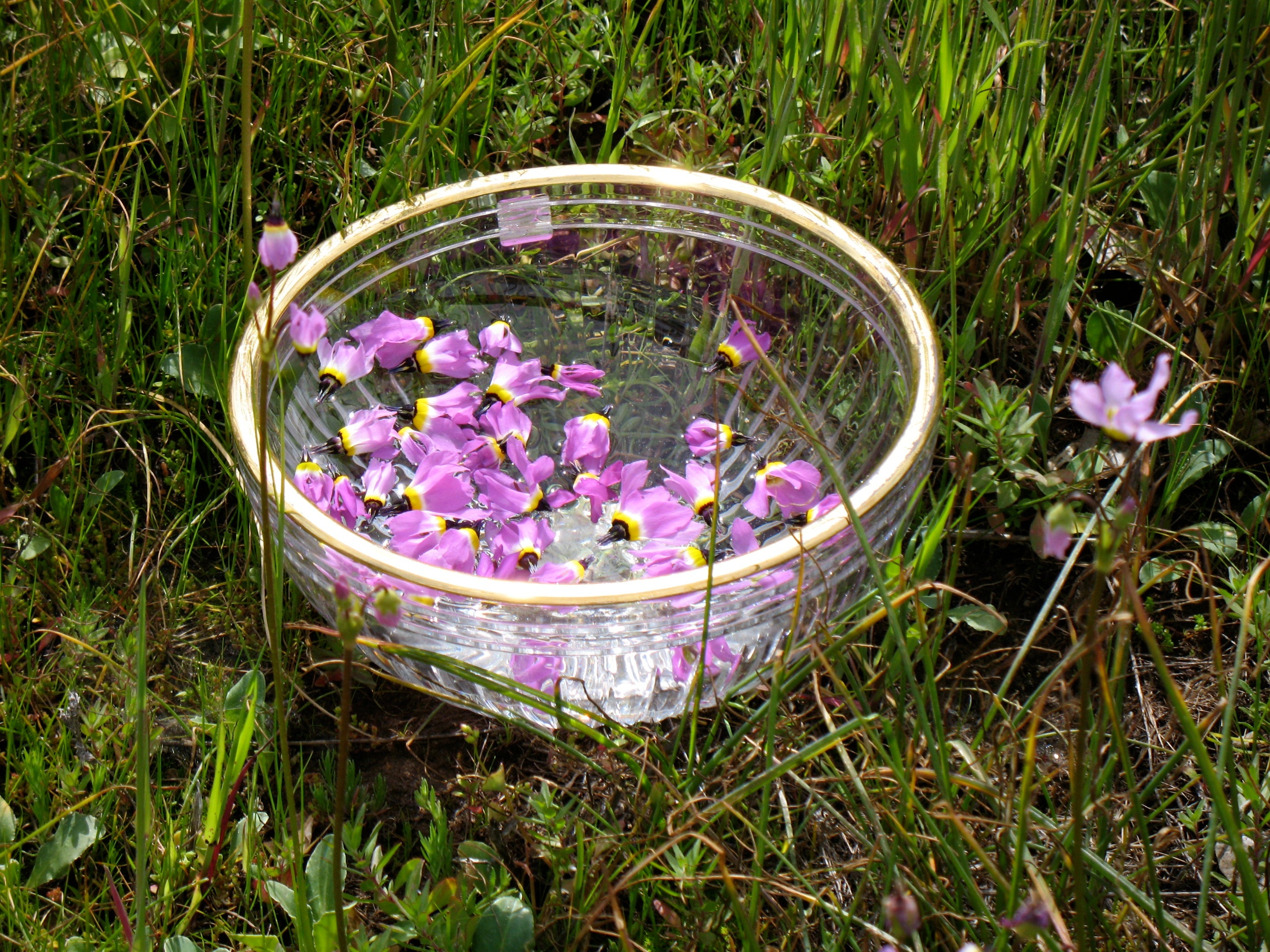 Shooting Star Flower Essence image 3