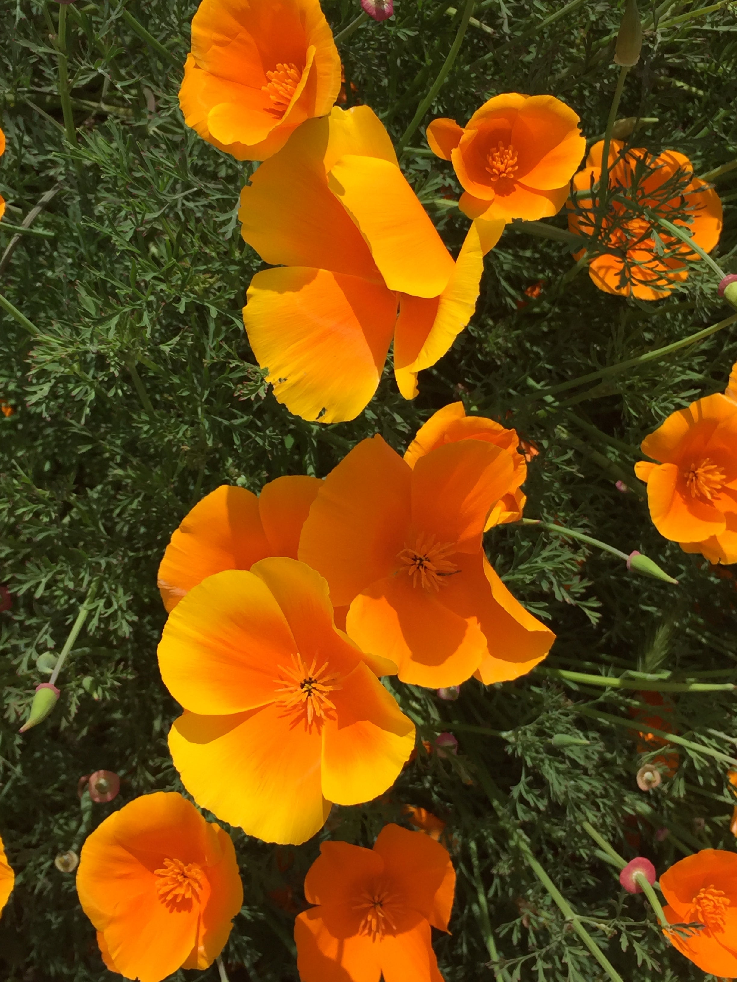 California Poppy Flower Essence | FloraDeva.com