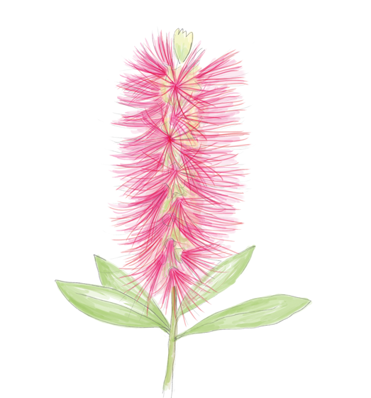 Bottlebrush Flower Essence image 1