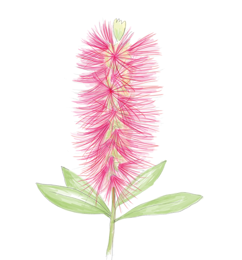 Bottlebrush Flower Essence image 1
