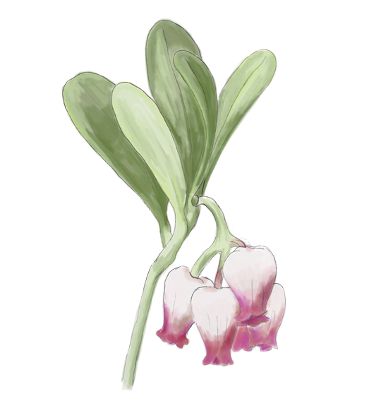 Manzanita Flower Essence image 1