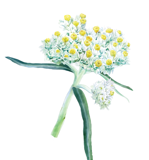 Pearly Everlasting Flower Essence image 1