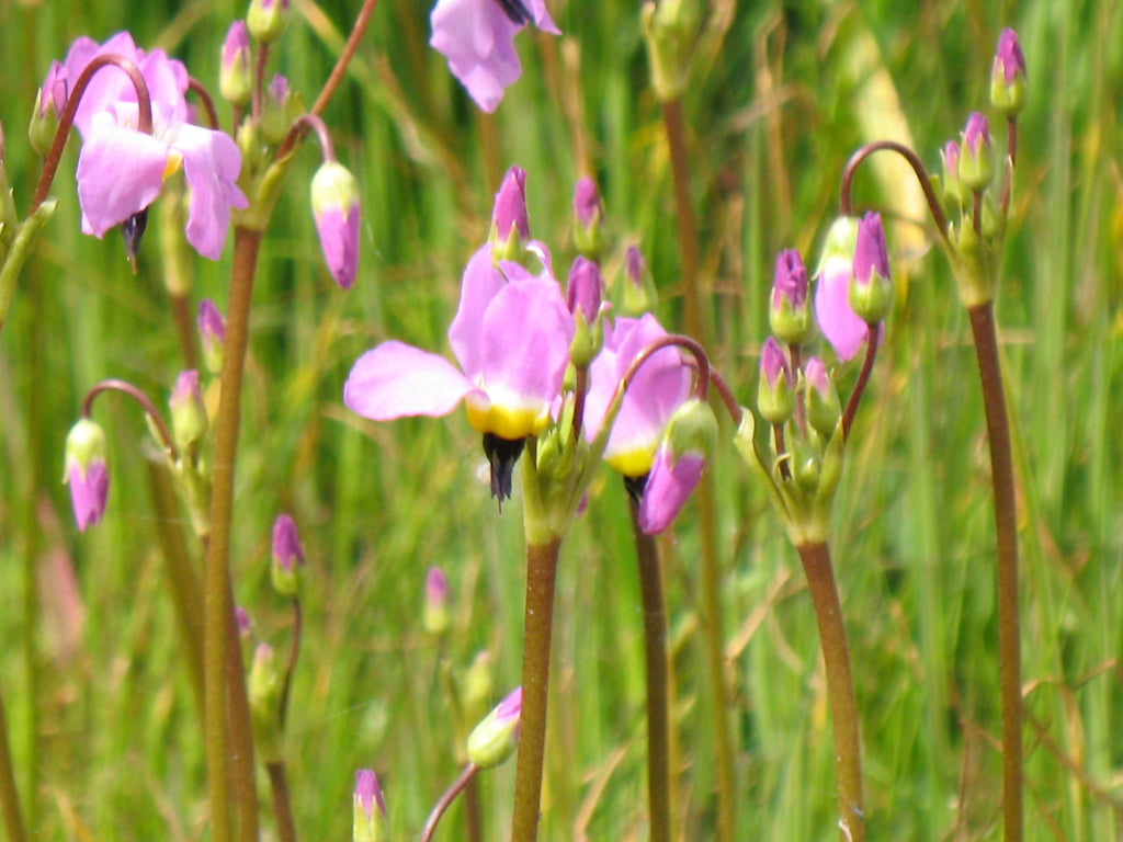 Shooting Star Flower Essence image 2
