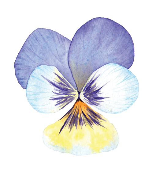 Viola Flower Essence image 1