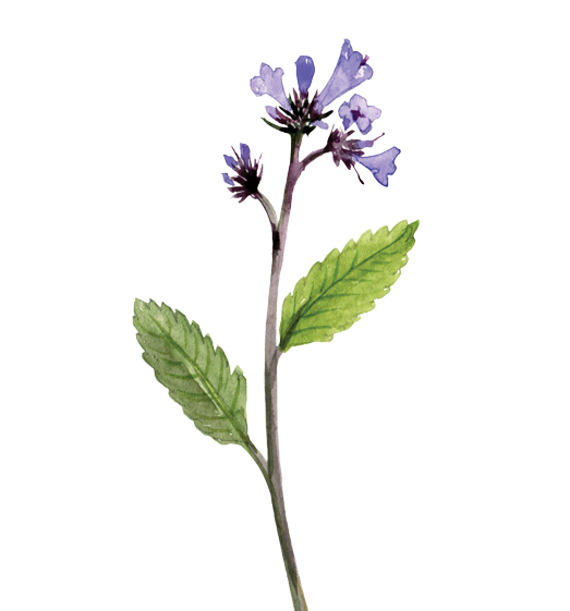 Yerba Santa Flower Essence image 1