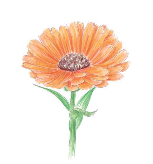 Calendula Flower Essence image 1