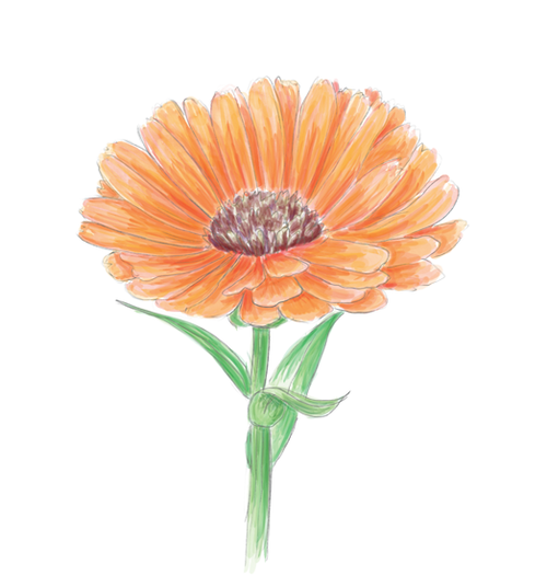 Calendula Flower Essence image 1