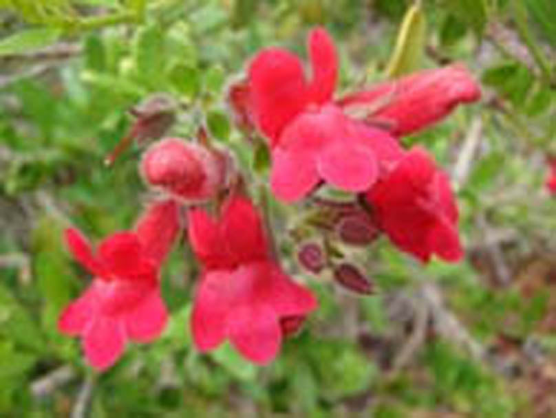 Island Snapdragon Flower Essence image 2