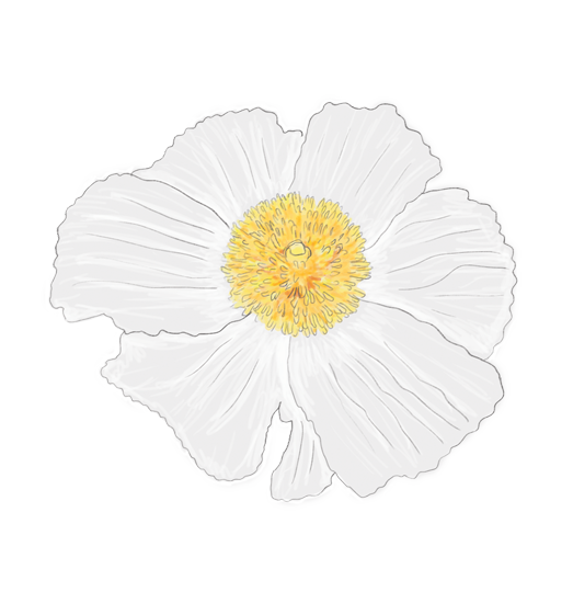 Matilija Poppy Flower Essence image 1