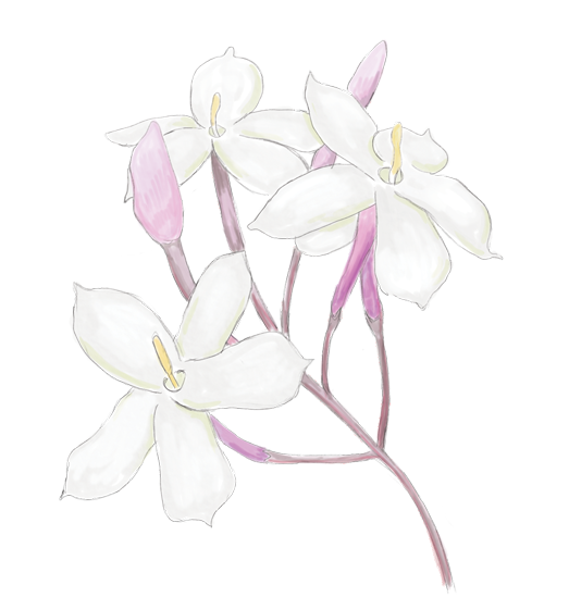 Jasmine Flower Essence image 1