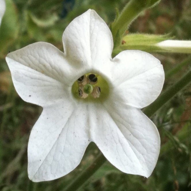 Nicotiana Alata Jasmine Flower Essence image 3