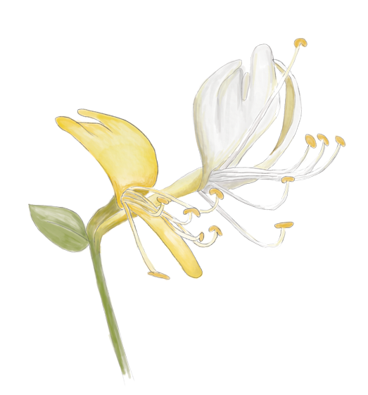 Honeysuckle Flower Essence image 1