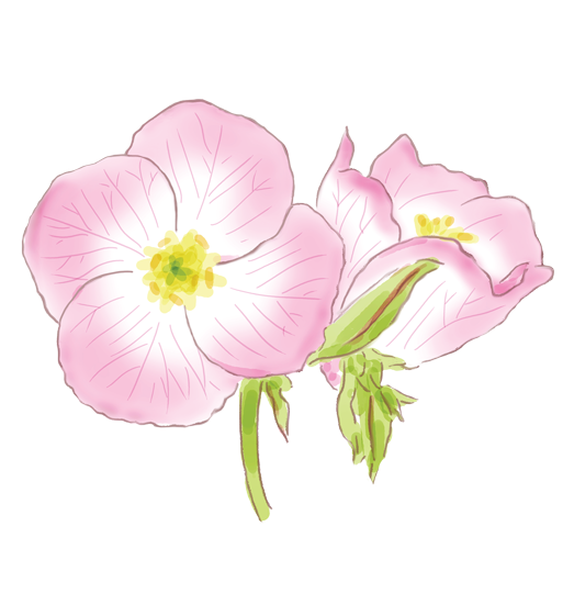 Pink Evening Primrose Flower Essence image 1
