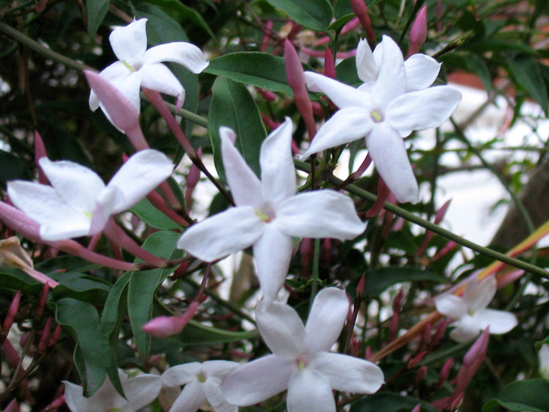 Jasmine Flower Essence image 2