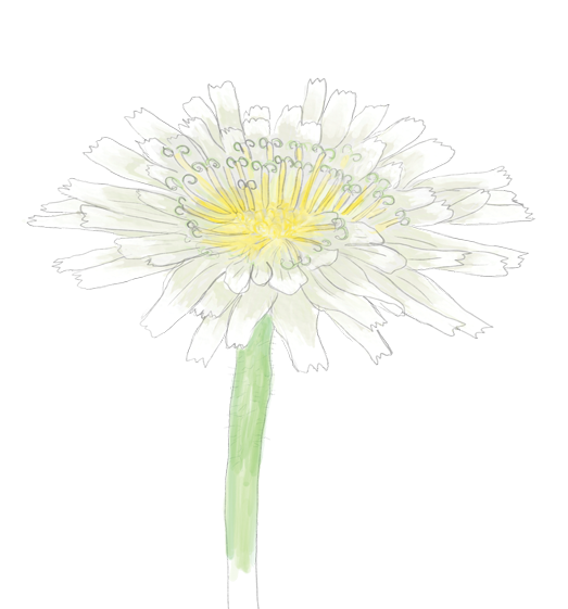 Cliff Desert Dandelion Flower Essence image 1