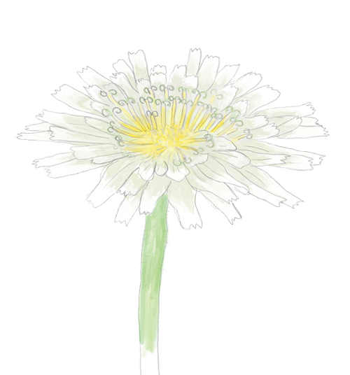 Cliff Desert Dandelion Flower Essence image 1