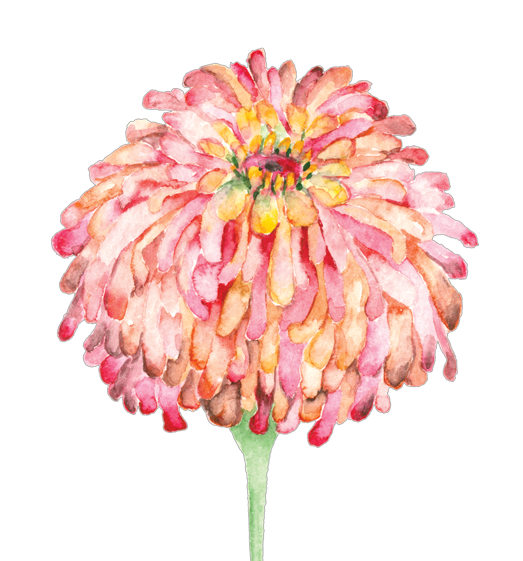 Zinnia Flower Essence- Fun & Play image 1